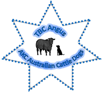 TBC Angus & AKC Australian Cattle Dogs Logo
